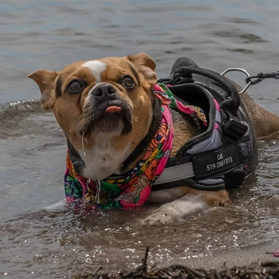Pet Photography | 1 Breath Photography