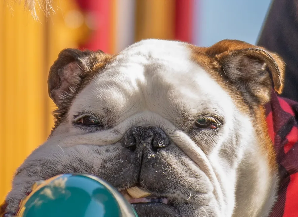 Mack | Pet Memorial Photography | 1 Breath Photography